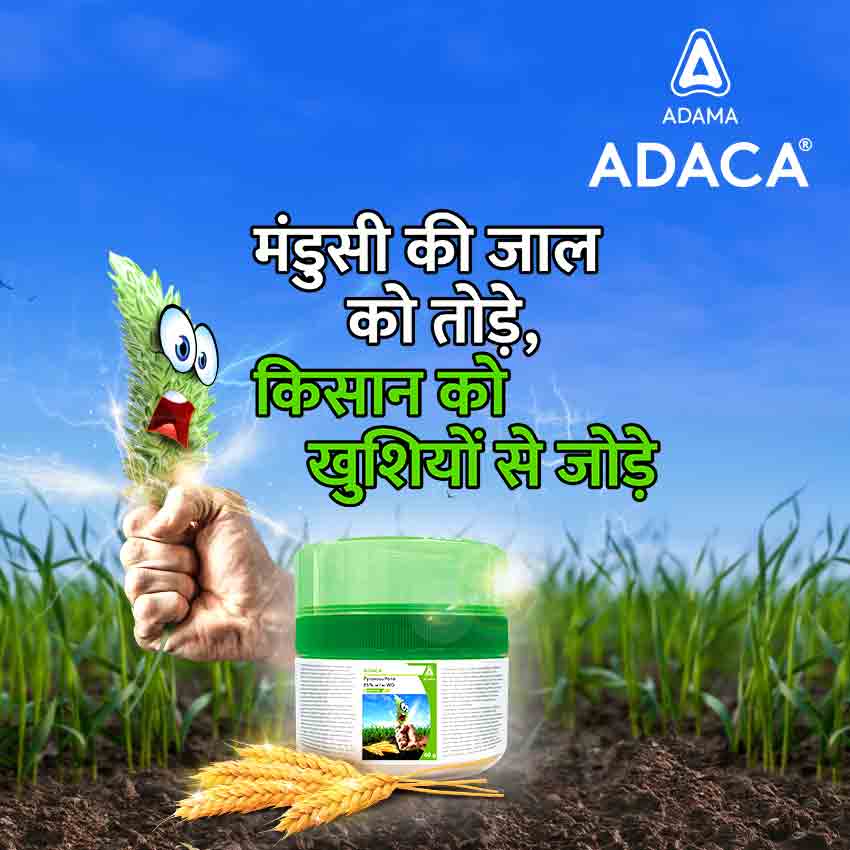 Image promoting Adama ADACA herbicide, featuring the product packaging, tagline in Hindi, a hand holding a damaged weed, and a field background. Design created by Greysell.