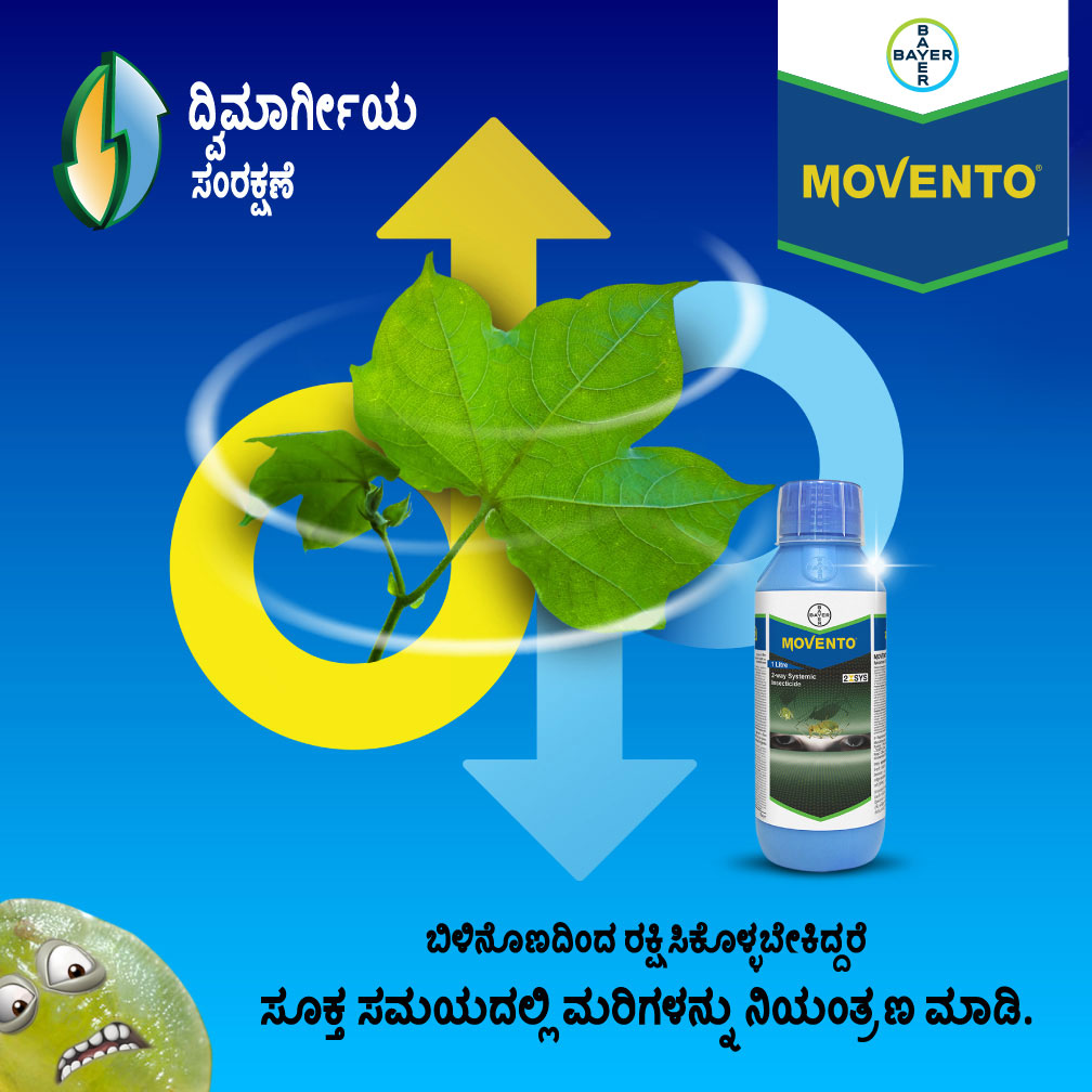 Image promoting Bayer Movento, featuring a cotton plant, whitefly life stages, and Marathi text emphasizing the importance of controlling nymphs. Design created by Greysell.