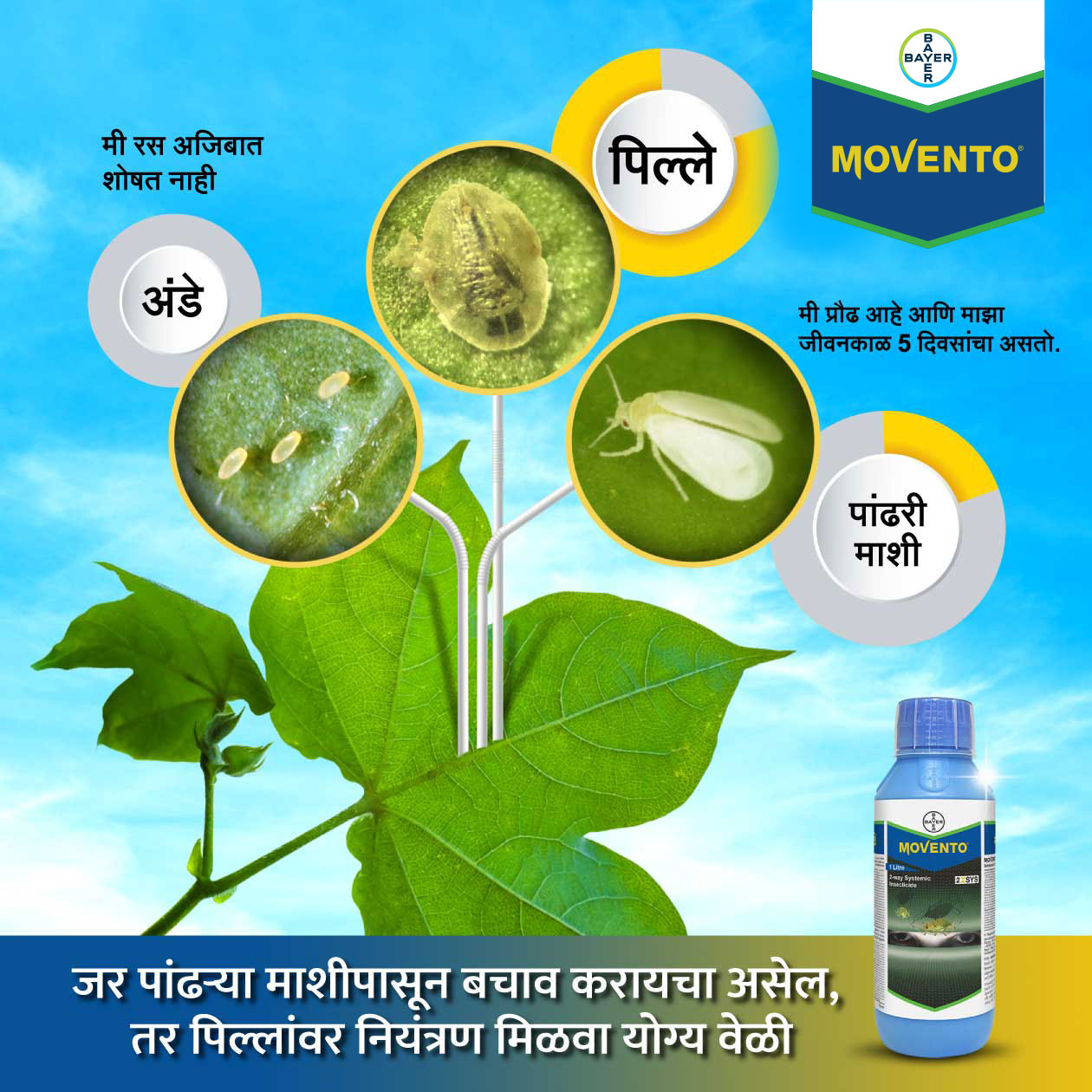 Image promoting Bayer Movento, featuring a cotton leaf, arrows indicating its systemic action, and Kannada text emphasizing whitefly control. Design created by Greysell.